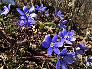 61 Hepatica nobilis (Erba trinita)